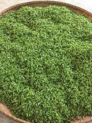 韶關(guān)樂(lè)昌白毛茶 來(lái)自深山的手工春茶與紅茶佳品