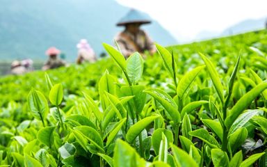 千畝茶園覓清涼，一縷茶香抵暑氣——海絲茶旅中的生態(tài)消夏記
